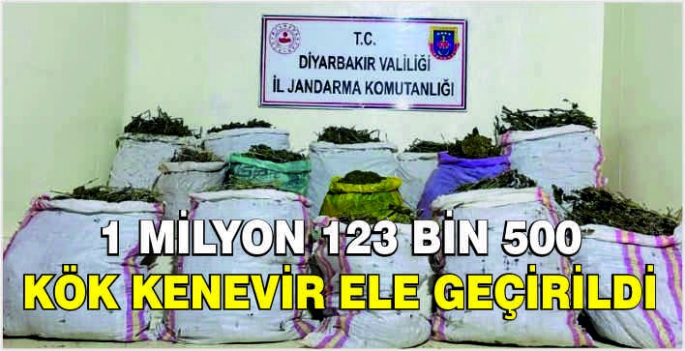 1 milyon 123 bin 500 kök kenevir ele geçirildi