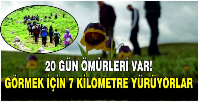 20 gün ömürleri var! Görmek için 7 kilometre yürüyorlar