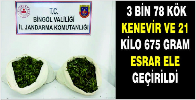  3 bin 78 kök kenevir ve 21 kilo 675 gram esrar ele geçirildi