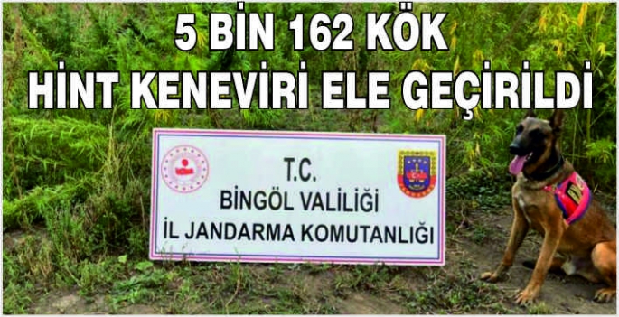 5 bin 162 kök Hint keneviri ele geçirildi