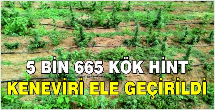 5 bin 665 kök Hint keneviri ele geçirildi