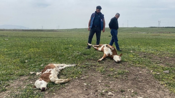 70’e yakın buzağı ölümleri, Köylüler tedirgin