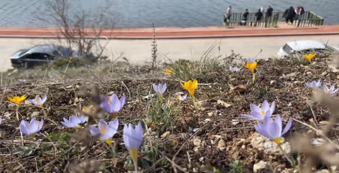 Abant, çiçek açan mor ve sarı çiğdemlerle renklendi