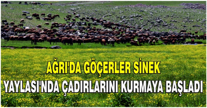 Ağrı'da göçerler Sinek Yaylası'nda çadırlarını kurmaya başladı