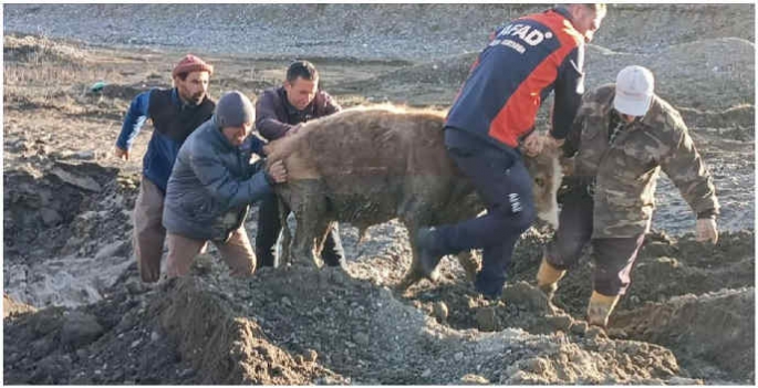 Ağrı'da kuma saplanan 3 büyükbaş hayvanı AFAD ekipleri kurtardı