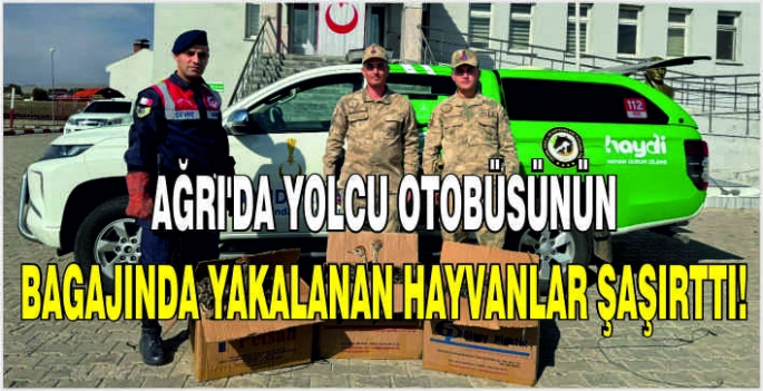 Ağrı'da yolcu otobüsünün bagajında yakalanan hayvanlar şaşırttı!