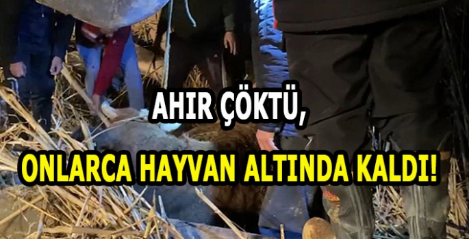 Ahır çöktü hayvanlar altında kaldı!