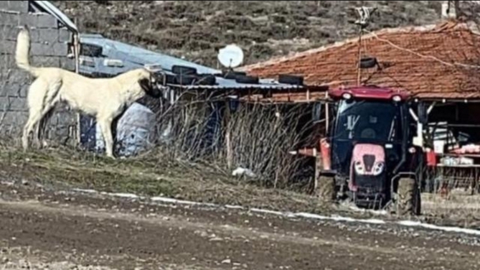 Ahıra giren başıboş köpekler 11 büyükbaş hayvanı telef etti 