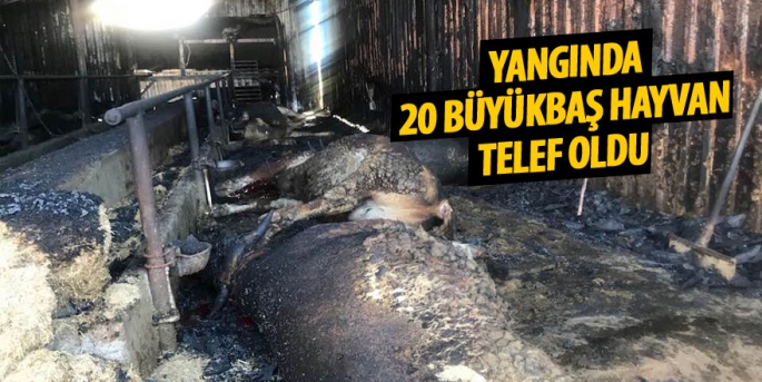 Ahırda çıkan yangında 20 büyükbaş hayvan telef oldu! 