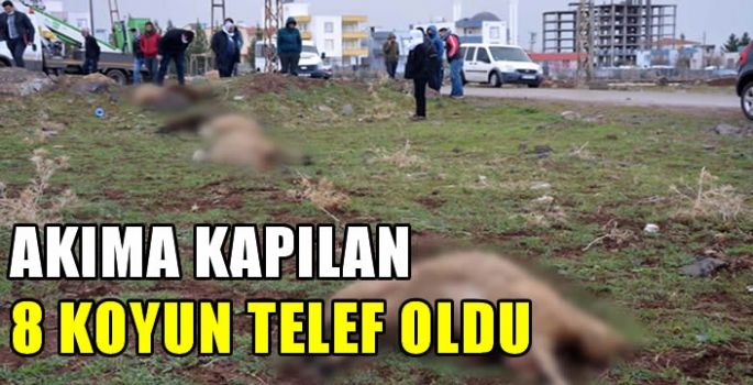 Akıma kapılan 8 koyun telef oldu