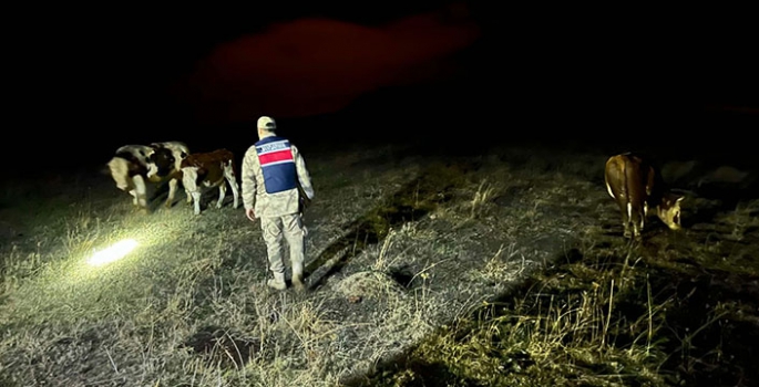 Ardahan'da büyükbaş hayvan hırsızlığı girişimi dron ile önlendi