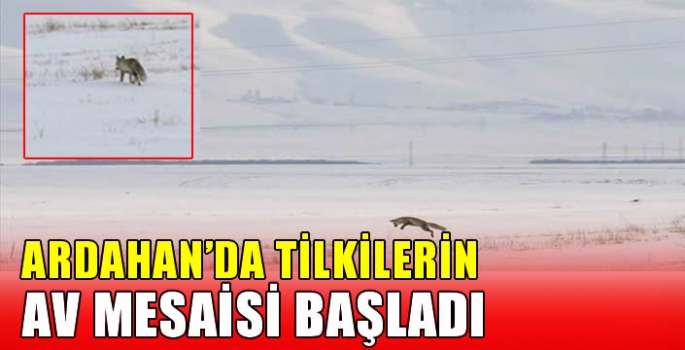 Ardahan'da tilkilerin av mesaisi başladı