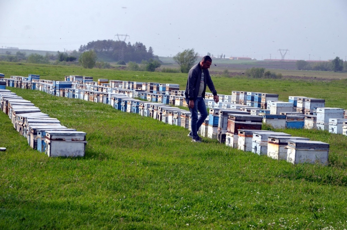 Arıcılar Muş Ovası'na gelmeye başladı