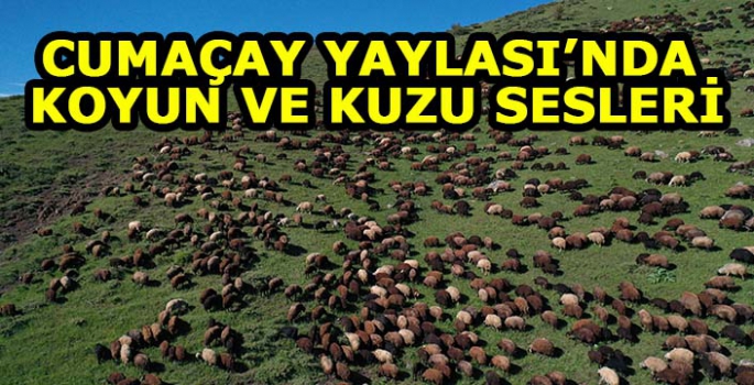 Baharın geldiği Cumaçay Yaylası'nda koyun ve kuzu sesleri yankılanıyor