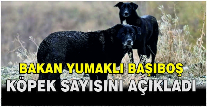 Bakan Yumaklı başıboş köpek sayısını açıkladı