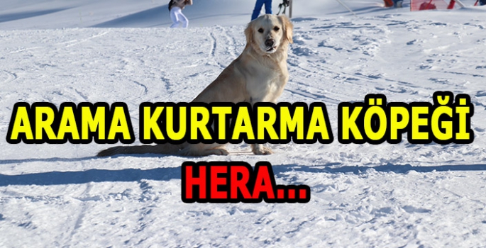 Barınaktan sahiplenilen Hera, kayak merkezinin arama kurtarma köpeği oldu