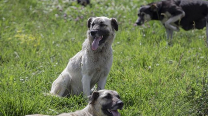 Başıboş köpeğin saldırısına uğrayan genç yaralandı