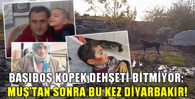 Başıboş köpek dehşeti bitmiyor: Muş'tan sonra bu kez Diyarbakır!