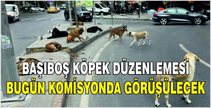 Başıboş köpek düzenlemesi bugün komisyonda görüşülecek