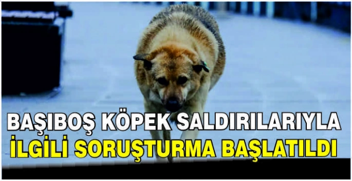 Başıboş köpek saldırılarıyla ilgili soruşturma başlatıldı