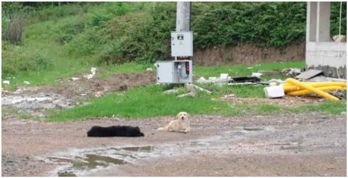 Başıboş köpekler kuzulara saldırdı