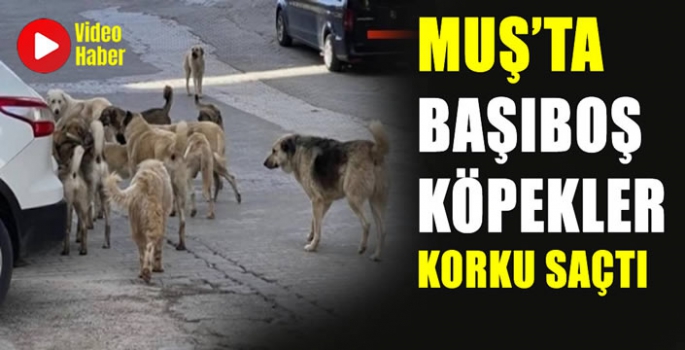 Başıboş köpekler Muş’ta vatandaşları tedirgin ediyor