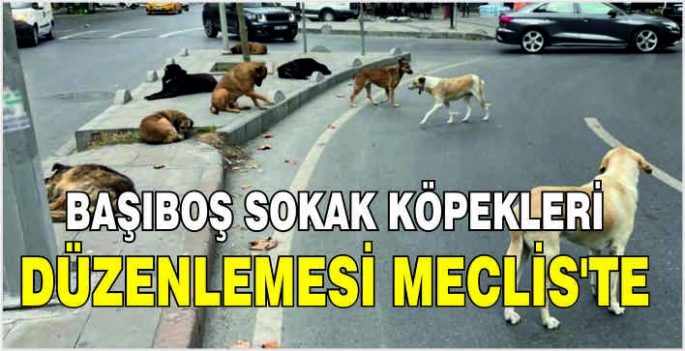 Başıboş sokak köpekleri düzenlemesi Meclis'te