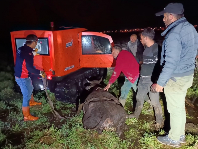 Bataklığa saplanan ineği AFAD ekipleri kurtardı