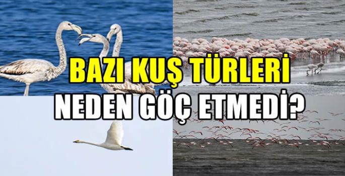 Bazı kuş türleri neden göç etmedi?