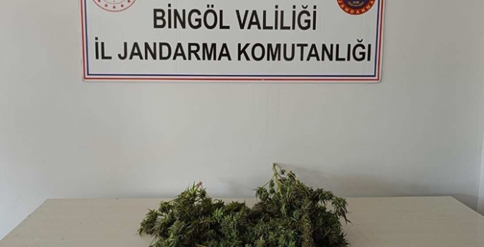 Bingöl'de 1 kilo 930 gram esrar, 180 kök Hint keneviri ele geçirildi