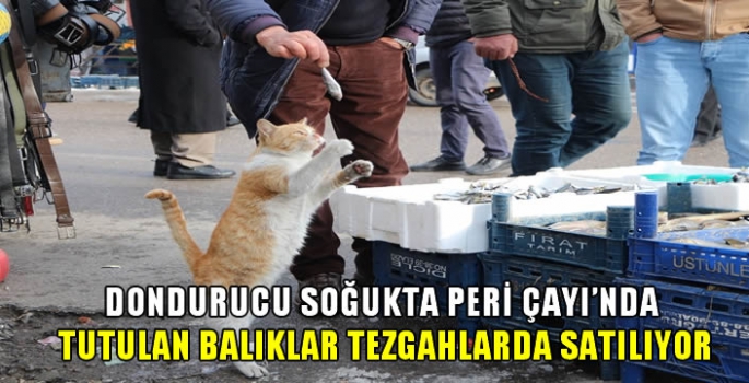 Bingöl'de dondurucu soğukta Peri Çayı'nda tutulan balıklar tezgahlarda satılıyor