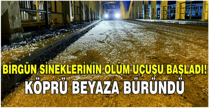 Birgün sineklerinin ölüm uçuşu başladı! Köprü beyaza büründü