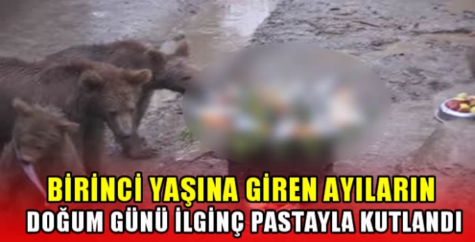 Birinci yaşına giren ayıların doğum günü ilginç pastayla kutlandı