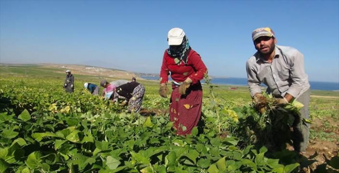 Bitlis'te kuru fasulyenin hasadına başlandı