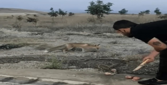 Bitlis’te piknik yapanlar davetsiz bir misafir ile karşılaştı..