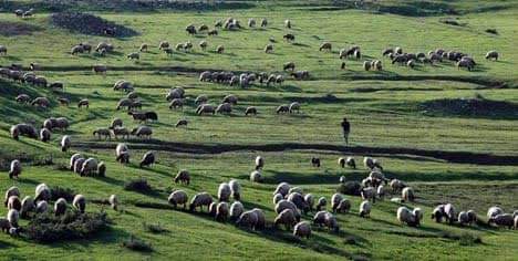 Bölgeye huzur geldi, Muş’ta yaylalar “şen” lendi