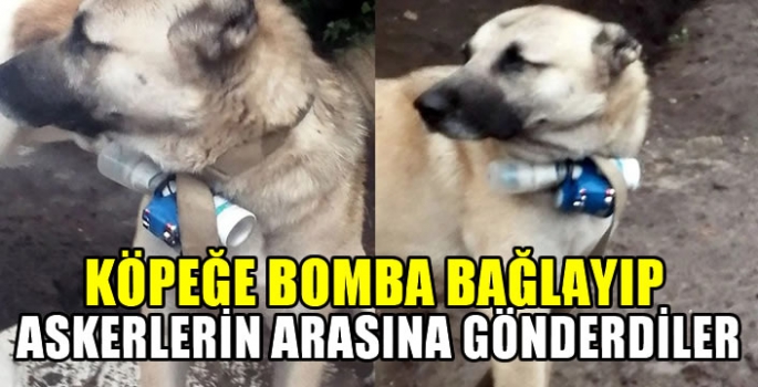 Böyle canilik görülmedi: Köpeğe bomba bağlayıp...