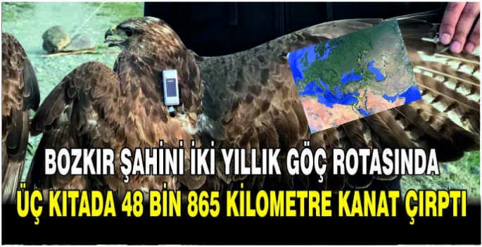    Bozkır şahini iki yıllık göç rotasında üç kıtada 48 bin 865 kilometre kanat çırptı