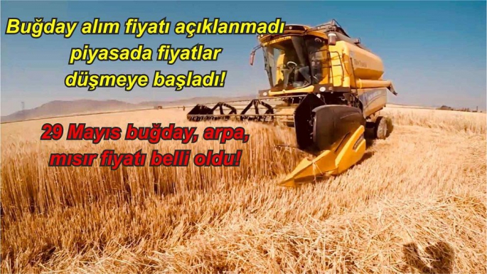 Buğday alım fiyatı açıklanmadı piyasada fiyatlar düşmeye başladı!