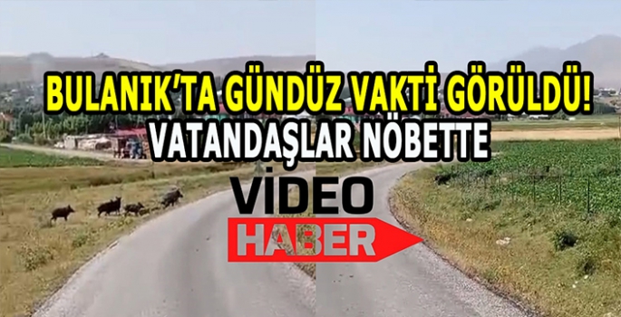 Bulanık’ta şehir merkezinde görüldü: Vatandaşlar nöbette!