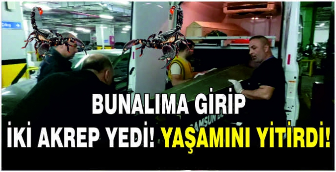 Bunalıma girip iki akrep yedi, öldü