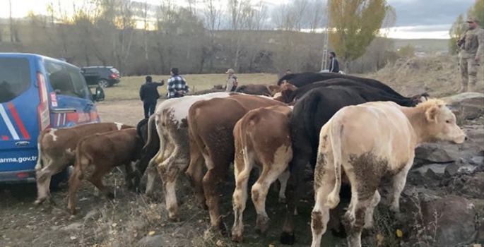 Büyükbaş hayvan hırsızları suçüstü yakalandı!