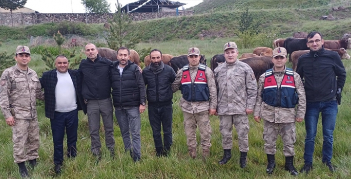 Çalınan 12 büyükbaş hayvan Ardahan'da bulundu