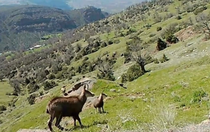 Çengel boynuzlu dağ keçileri fotokapanla görüntülendi