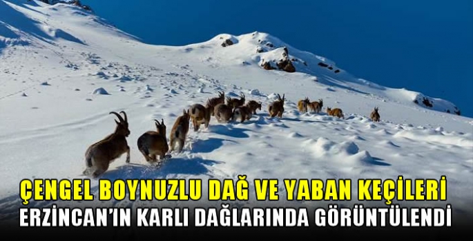 Çengel boynuzlu dağ ve yaban keçileri Erzincan'ın karlı dağlarında görüntülendi