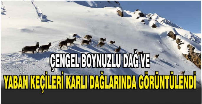 Çengel boynuzlu dağ ve yaban keçileri karlı dağlarında görüntülendi