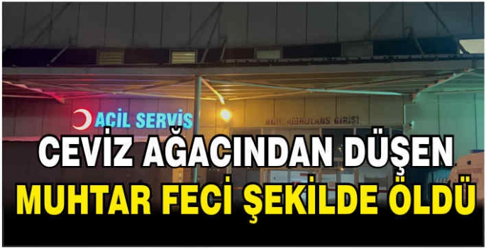 Ceviz ağacından düşen muhtar öldü