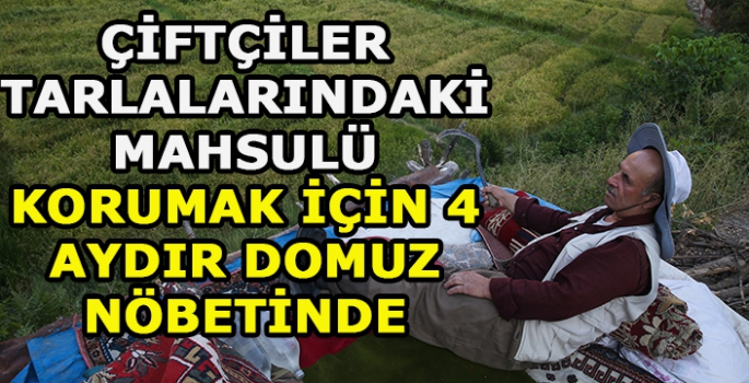 Çiftçiler tarlalarındaki mahsulü korumak için 4 aydır domuz nöbetinde