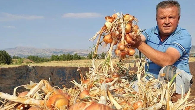 Çiftçinin üzüm alternatifi soğan oldu! Susuz üretimde rekor hasat bekleniyor