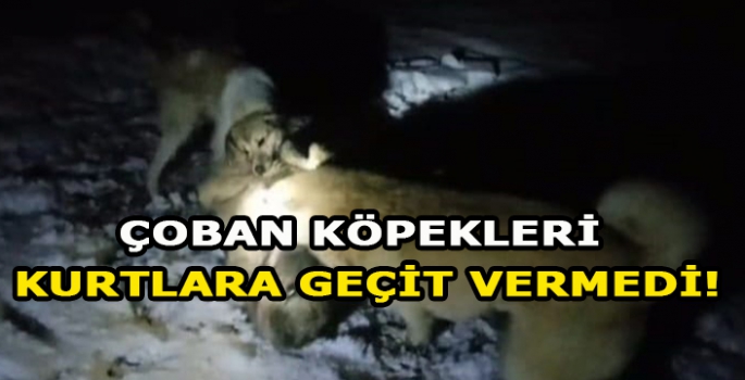 Çoban köpekleri kurtlara geçit vermedi!